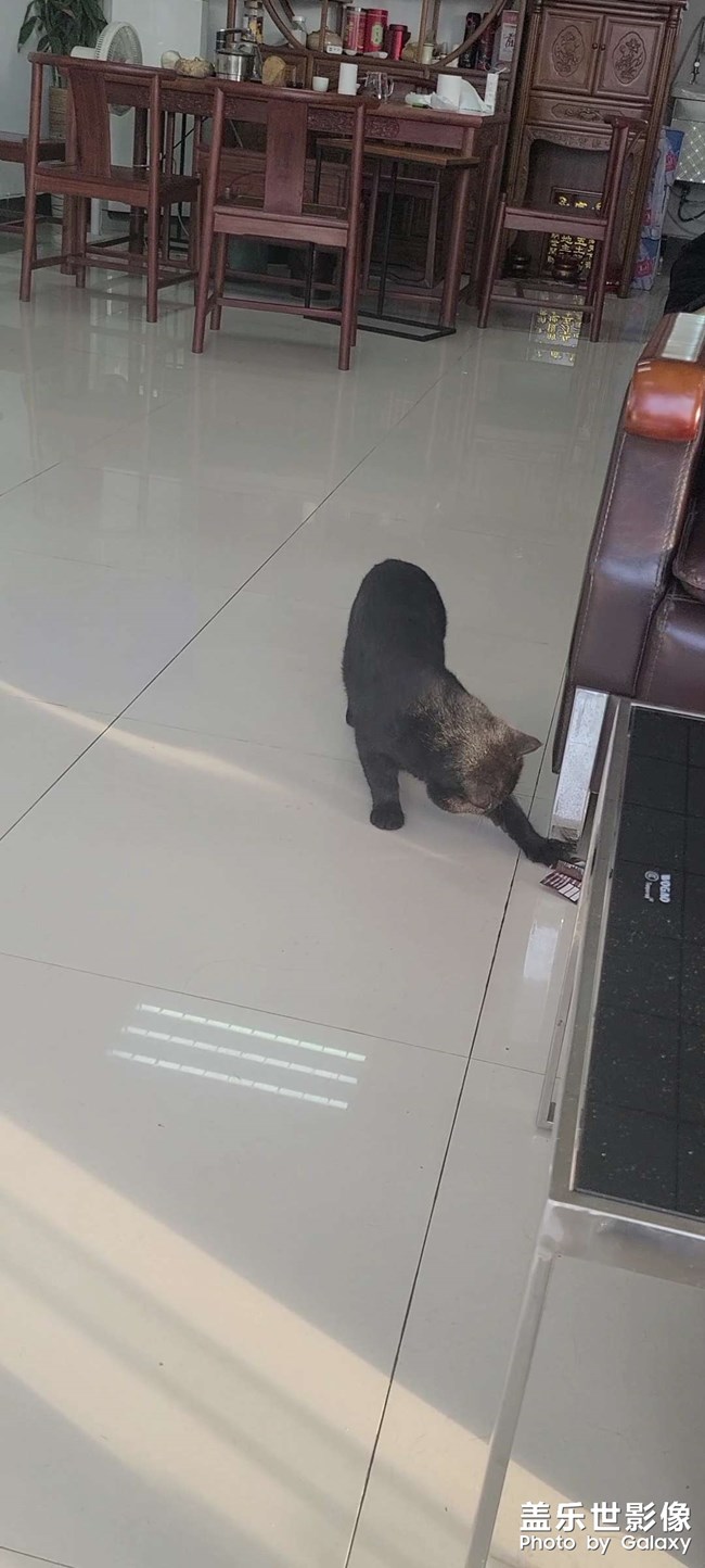 小腦斧
