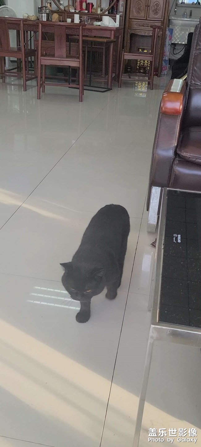 小貓??