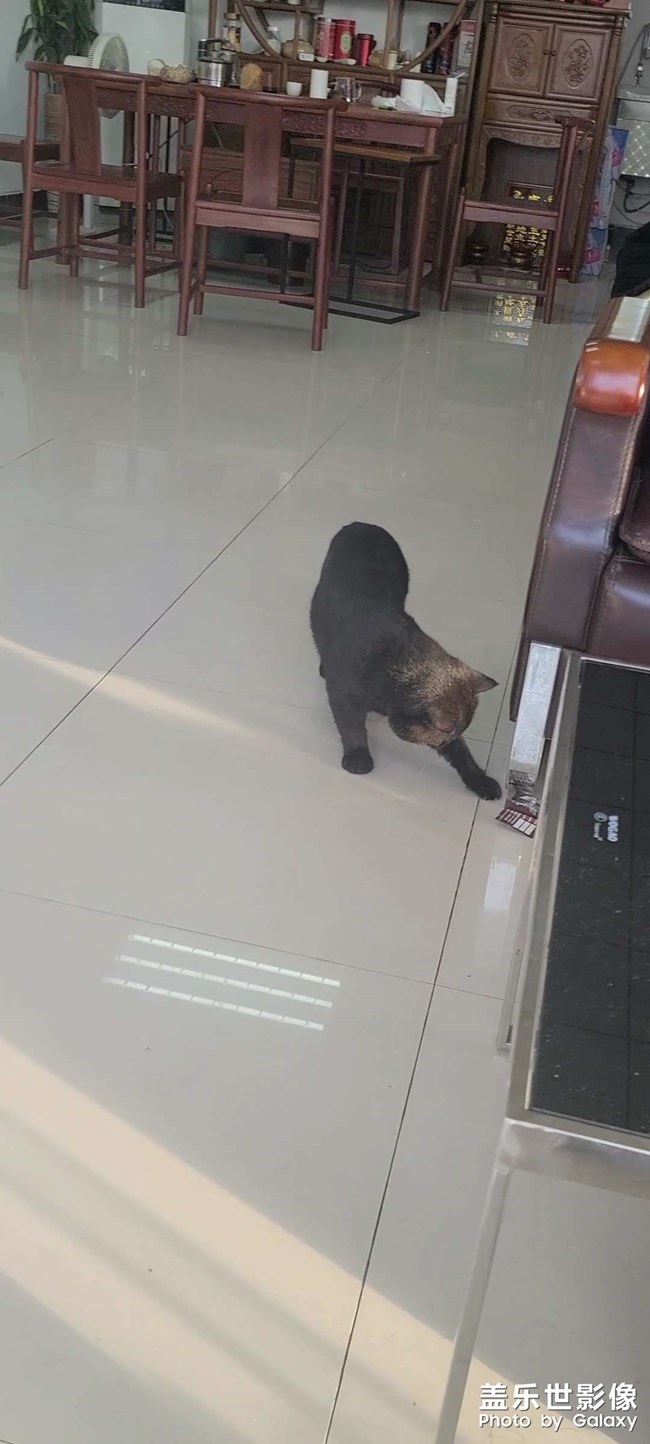 小貓??