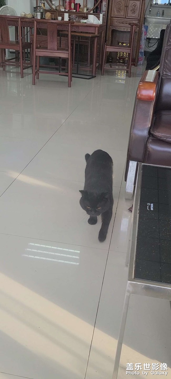 小貓??