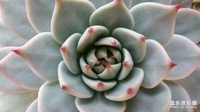 【初冬的景象】+ 冬日暖陽(yáng)下的綠植