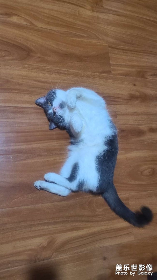 ??一只