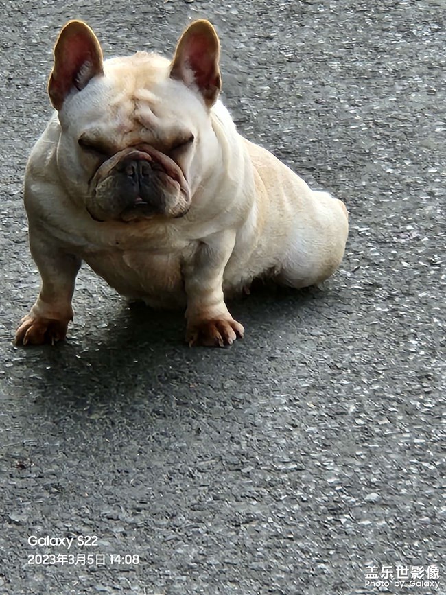 狗子