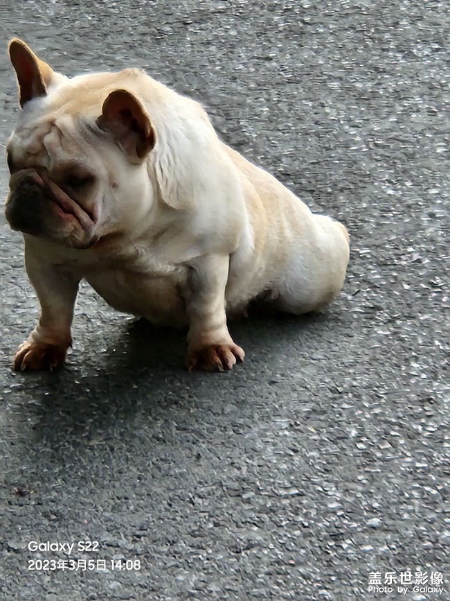 狗子