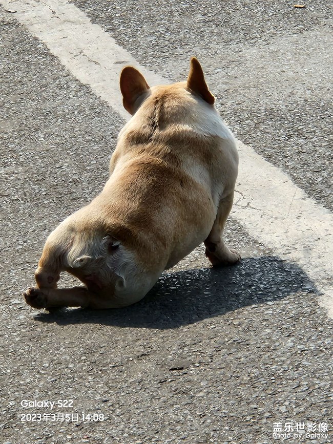 狗子