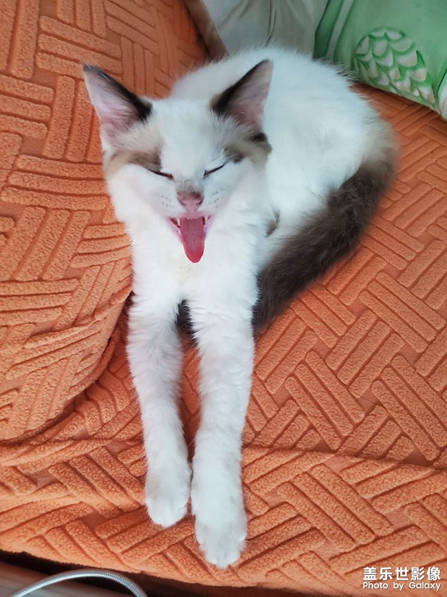 貓
