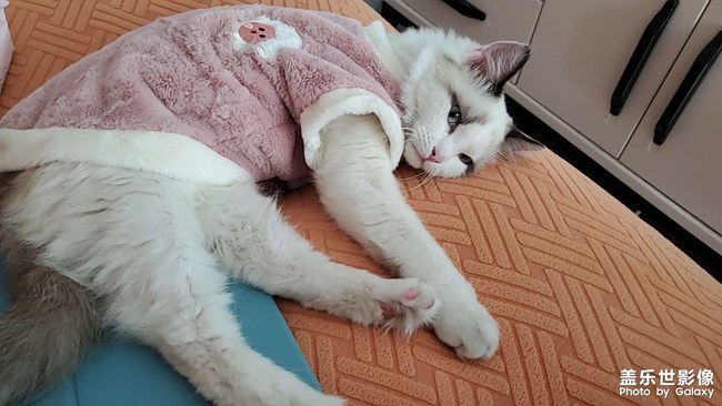 貓咪的新衣服
