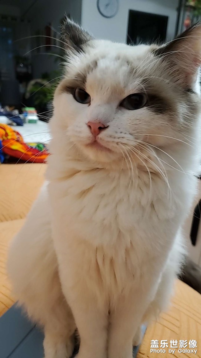 貓咪