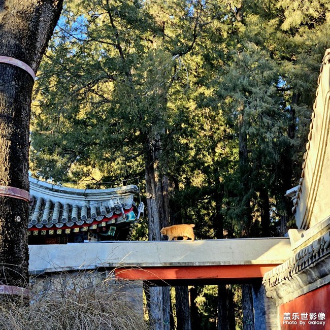 頤和園墻上小貓