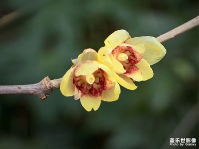 【生活的寫(xiě)意】 臘梅花開(kāi)