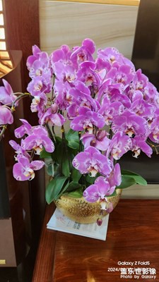 【我家鄉(xiāng)的春節(jié)】+廣州年花