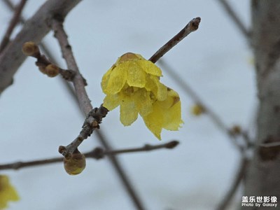 s24u長(zhǎng)焦微距之雪映臘梅