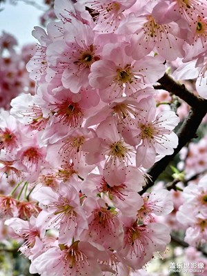 【元宵纳福】春来赏樱