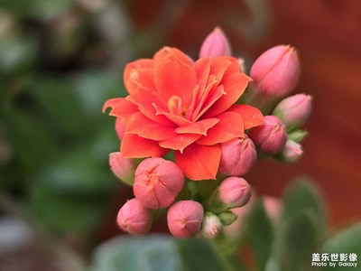 已開獎【蓋樂世影像周賽第333期】——早春