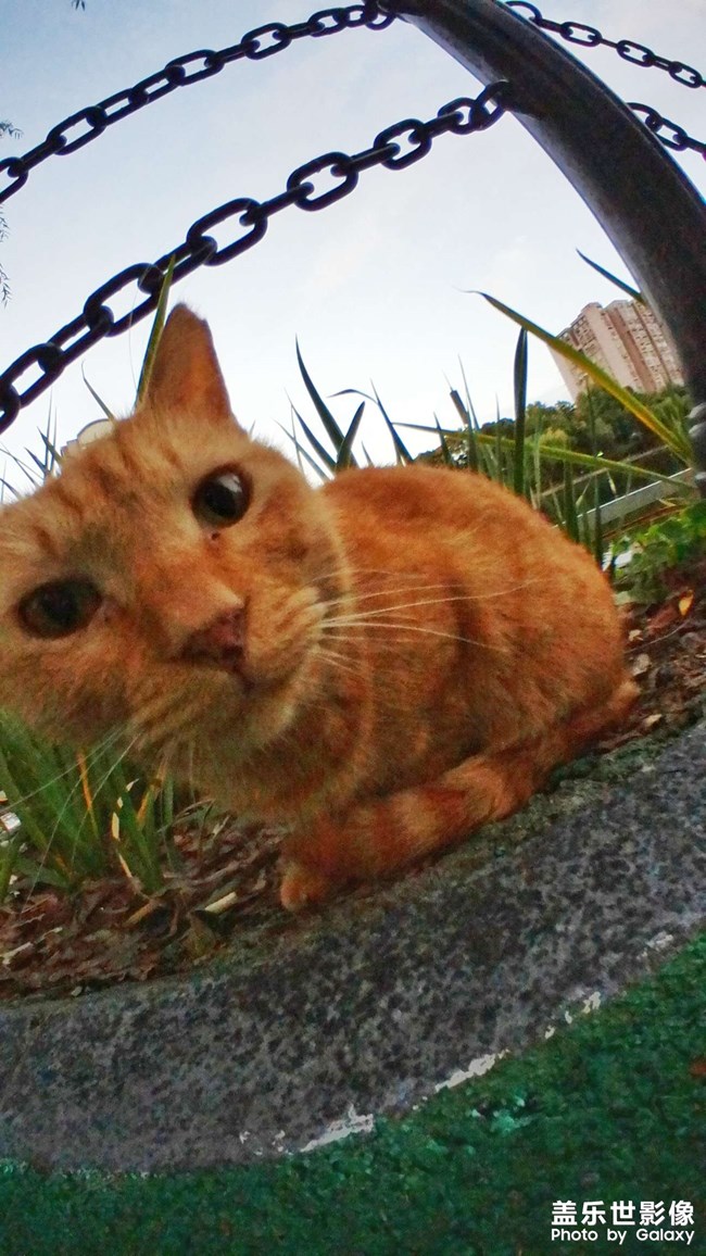 拍了個(gè)小貓咪