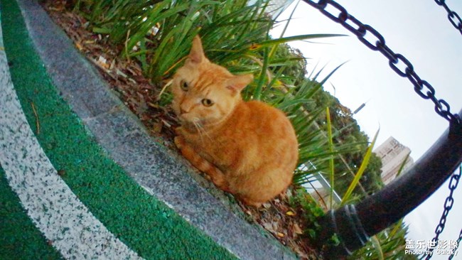 拍了個(gè)小貓咪