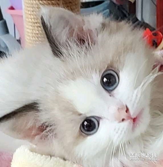 貓咪的成長