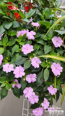 【早春】+ 萬(wàn)物復(fù)蘇