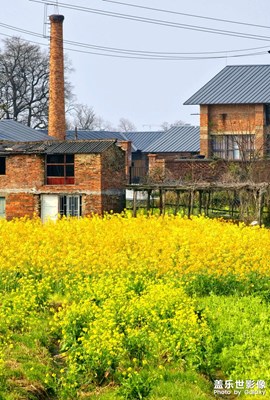 【早春】賞春·油菜花開