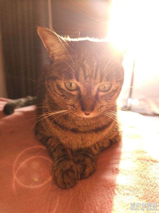 光和作用下的喵星人～