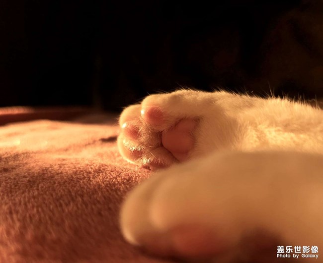 光和作用下的喵星人～