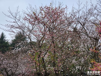 【醉春山】+无锡鼋头渚的樱花