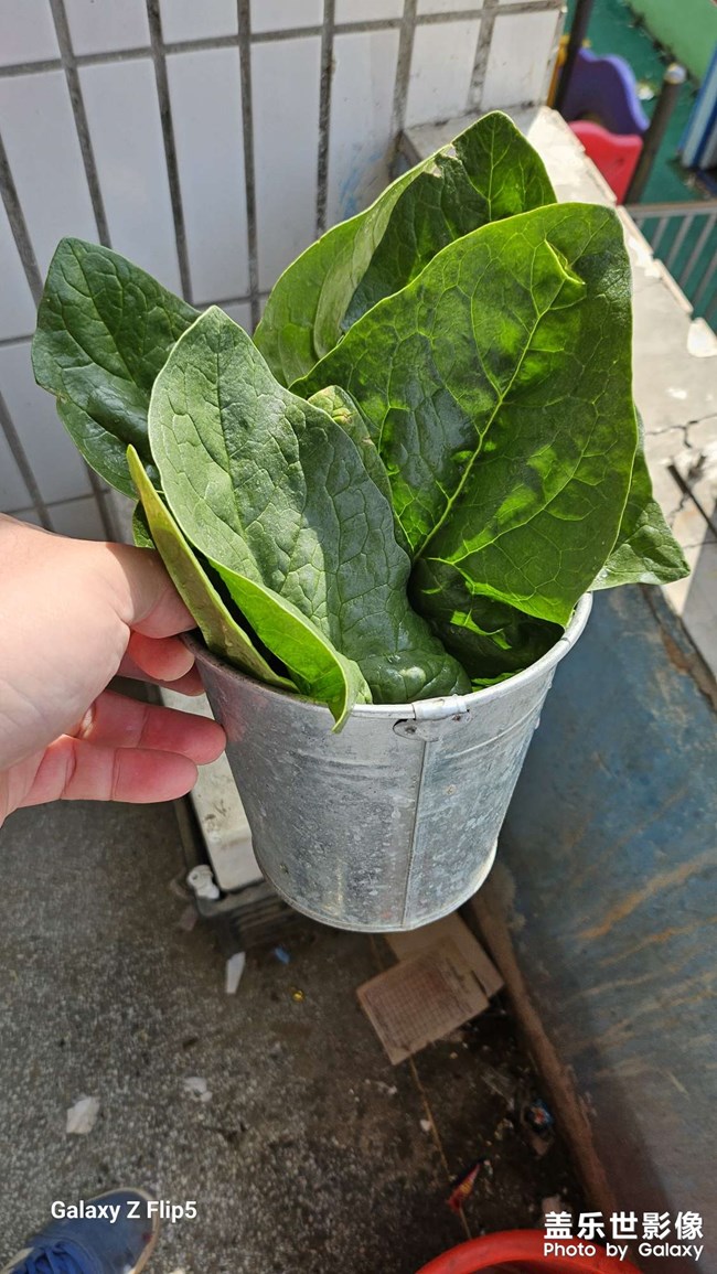 鄉(xiāng)村生活，今天吃菠菜