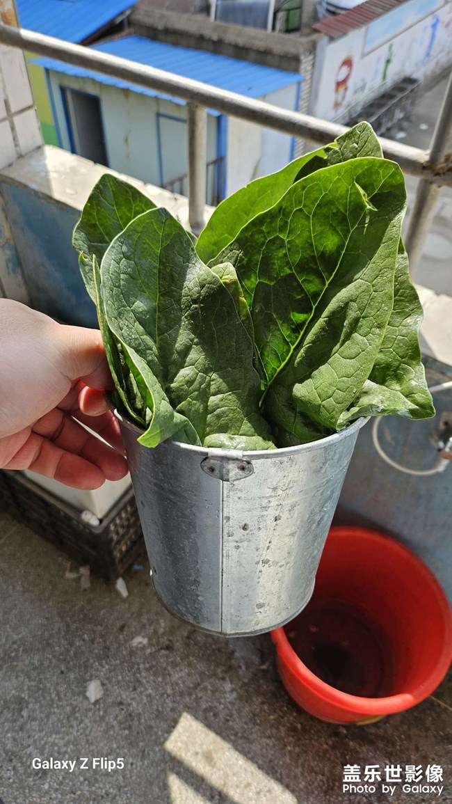 鄉(xiāng)村生活，今天吃菠菜