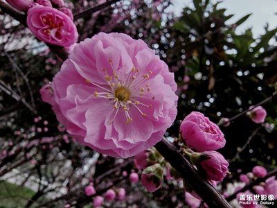 幾處早櫻爭暖春