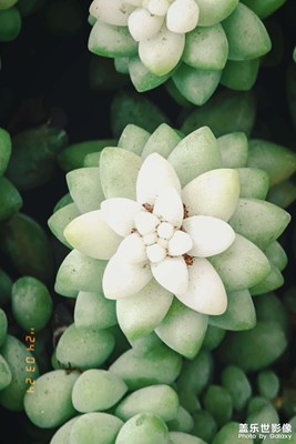 【醉春山】又是春暖花開的一天啊