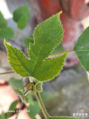 【醉春山】+春色