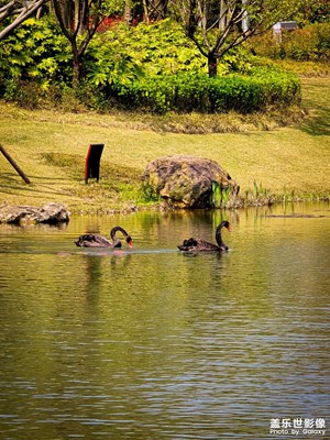 【醉春山】春天來了，天鵝也露出了水面