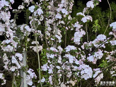 【醉春山】+晚上的花