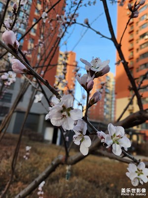 【醉春山】又一場(chǎng)春雨過(guò)后