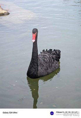 近距離接觸一只上岸的天鵝??