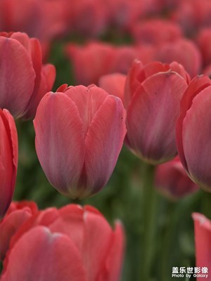 【生活的寫(xiě)意】郁金香