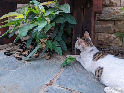 【生活的寫意】+貓樂園