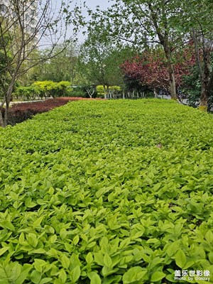 鏡頭對比
