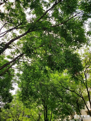 【生活的寫意】春光正好