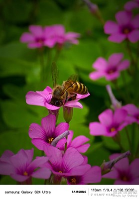 【最美人間四月天】+四月的花