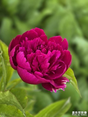 芍藥花開(kāi)（二）