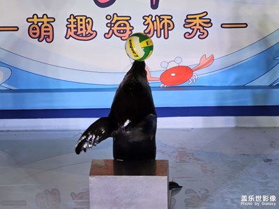 【快樂假日】萌趣海獅秀