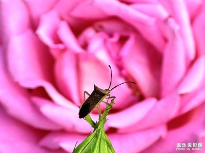 s24u長焦微距之蝽