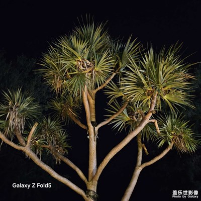 Pandanus tectorius Sol 華露兜