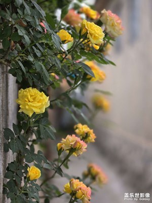 【春深夏淺】月季花