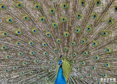 s24u長(zhǎng)焦之孔雀開(kāi)屏