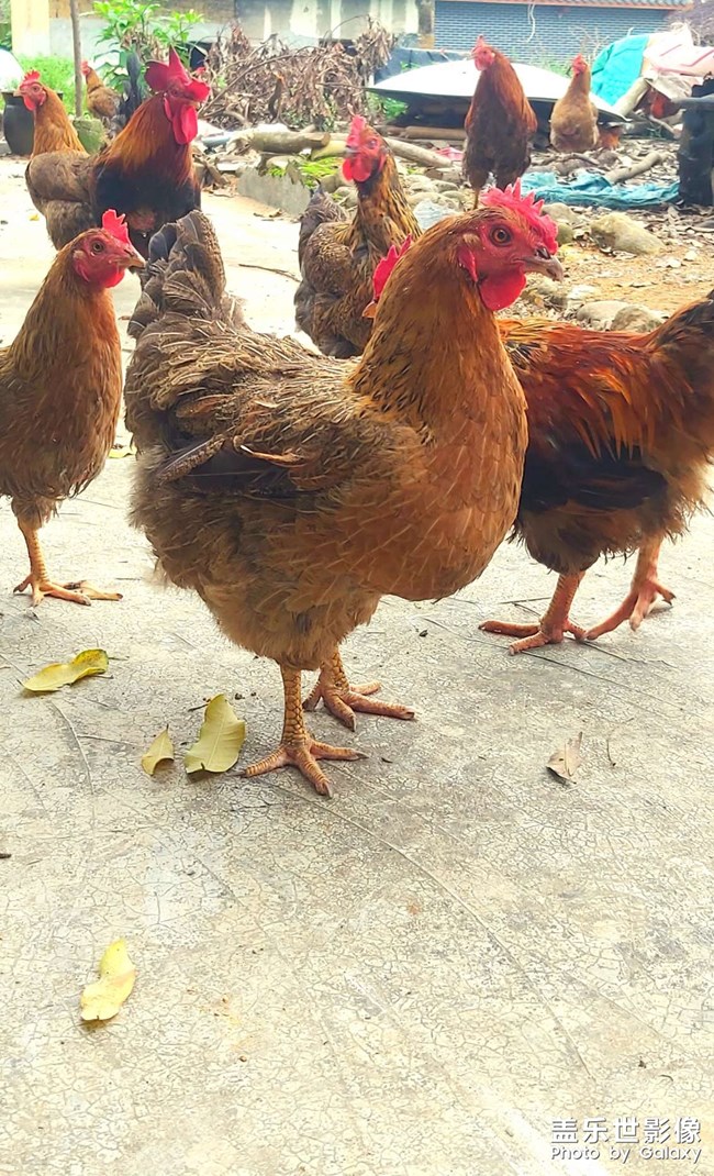 走地雞