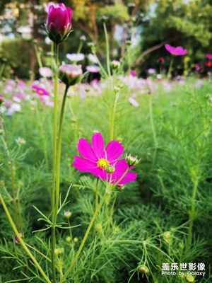 格桑花