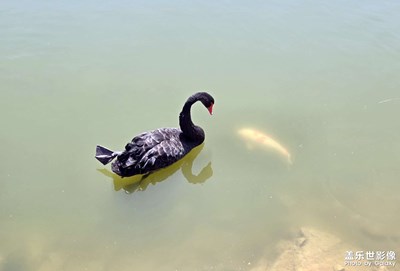 【悠閑時(shí)光】天鵝與魚(yú)