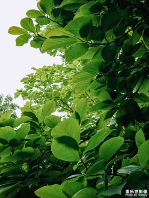 【黎叔叔】本期主題：樹葉（4P）